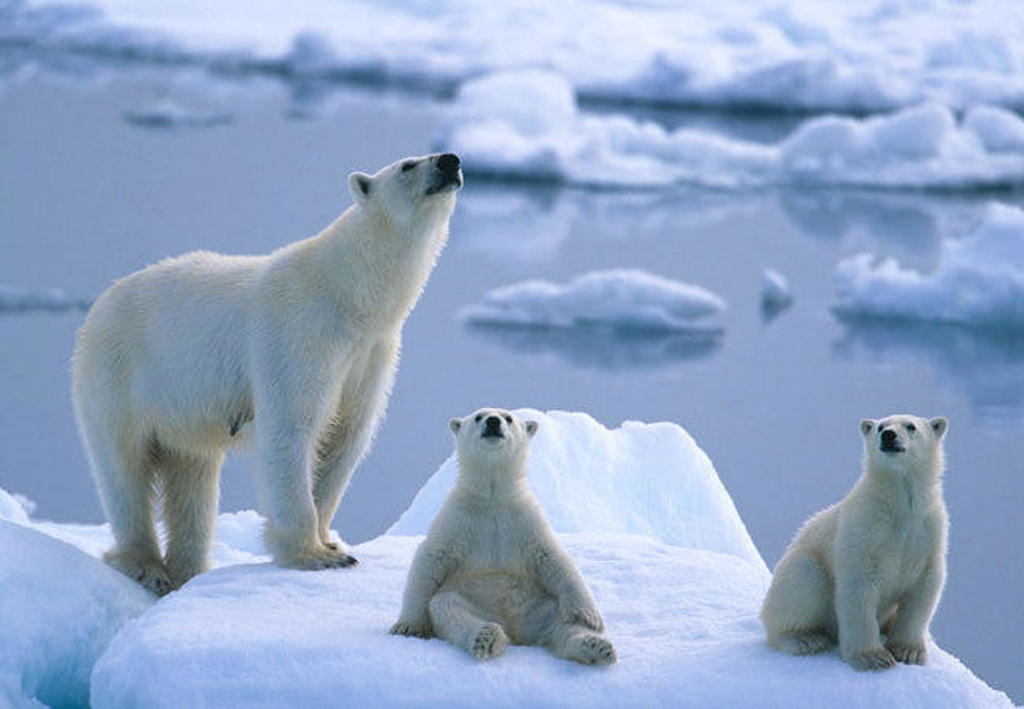 IJsberen op een ijsschots in Spitsbergen, tijdens een groepsrondreis van 8, 11 of 15 dagen.
