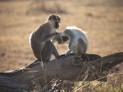 Vervetapen verzorgt jong op een boomstam tijdens safari in Oost-Afrika.