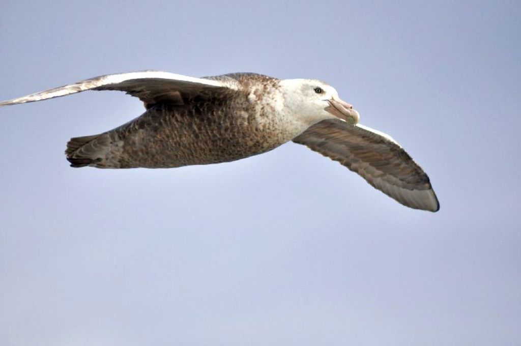 Albatros zweeft boven de oceaan tijdens groepsrondreis Antarctica.