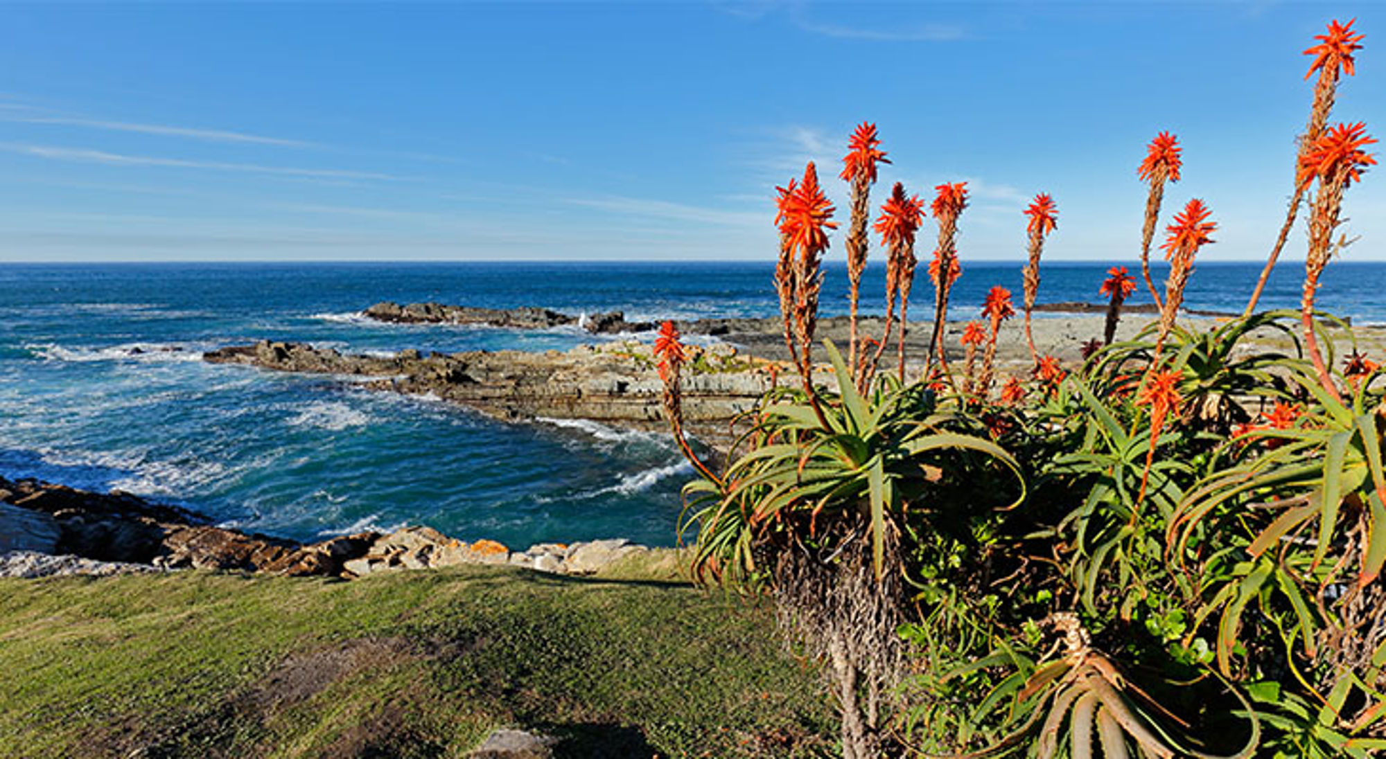 Rotsachtige kustlijn aan de oceaan met bloeiende aloëplanten op de voorgrond in Zuid-Afrika.