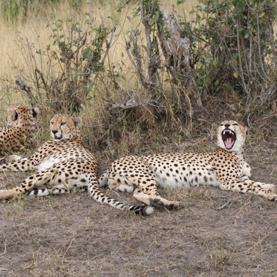 Drie cheeta’s rusten in het gras tijdens een groepsrondreis Kenia, Tanzania en Zanzibar.