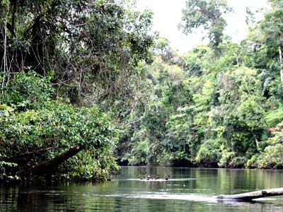 Groene jungle langs een rustige rivier in Ecuador tijdens de 21-daagse rondreis Ecuador en Galapagos.