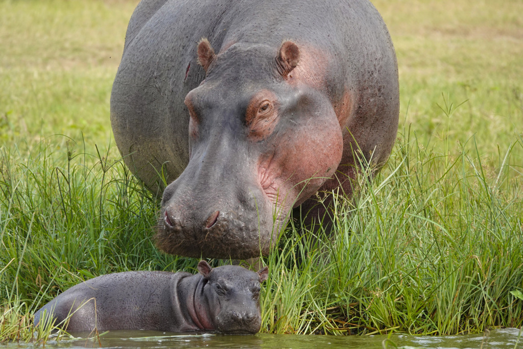 Nijlpaard met jong in het water tijdens familiereis Kenia, Tanzania & Zanzibar van 16 dagen.