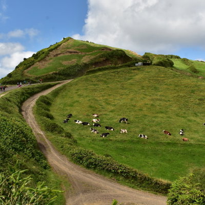 Wandelaars op een pad door groene heuvels met grazende koeien op São Miguel, Azoren.