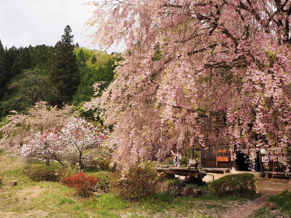 Bloeiende kersenbloesem bij een traditioneel huis tijdens groepsrondreis Japan Hoogtepunten.