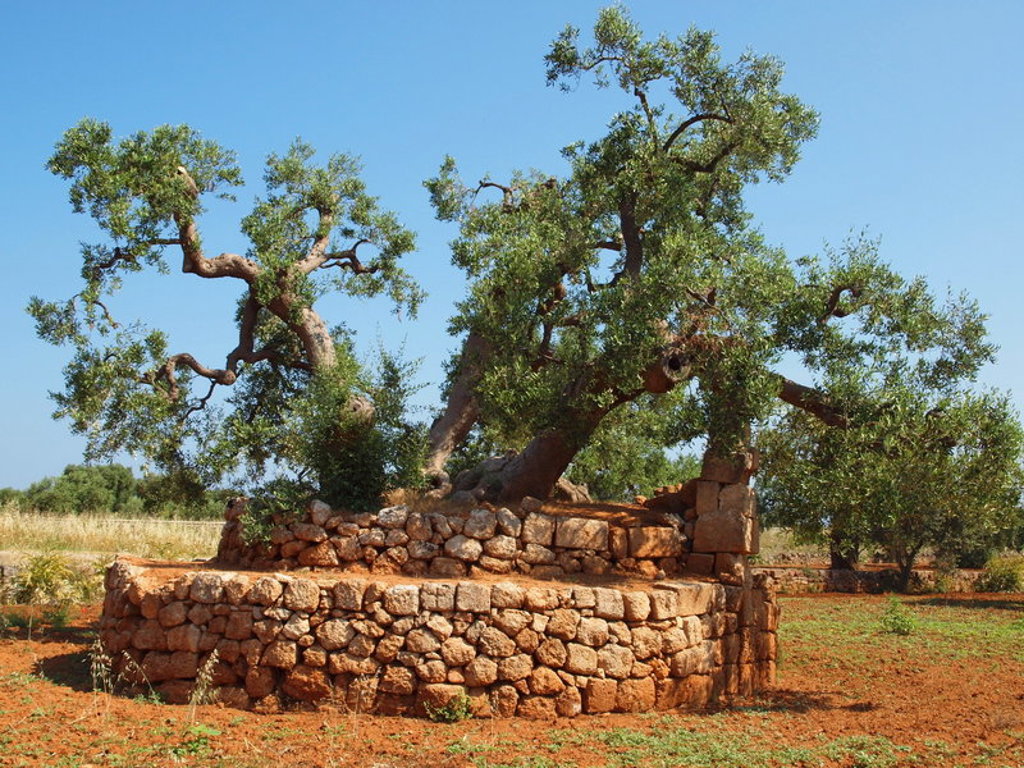 Eeuwenoude olijfboom op stenen terras in het landschap van Puglia, Italië.