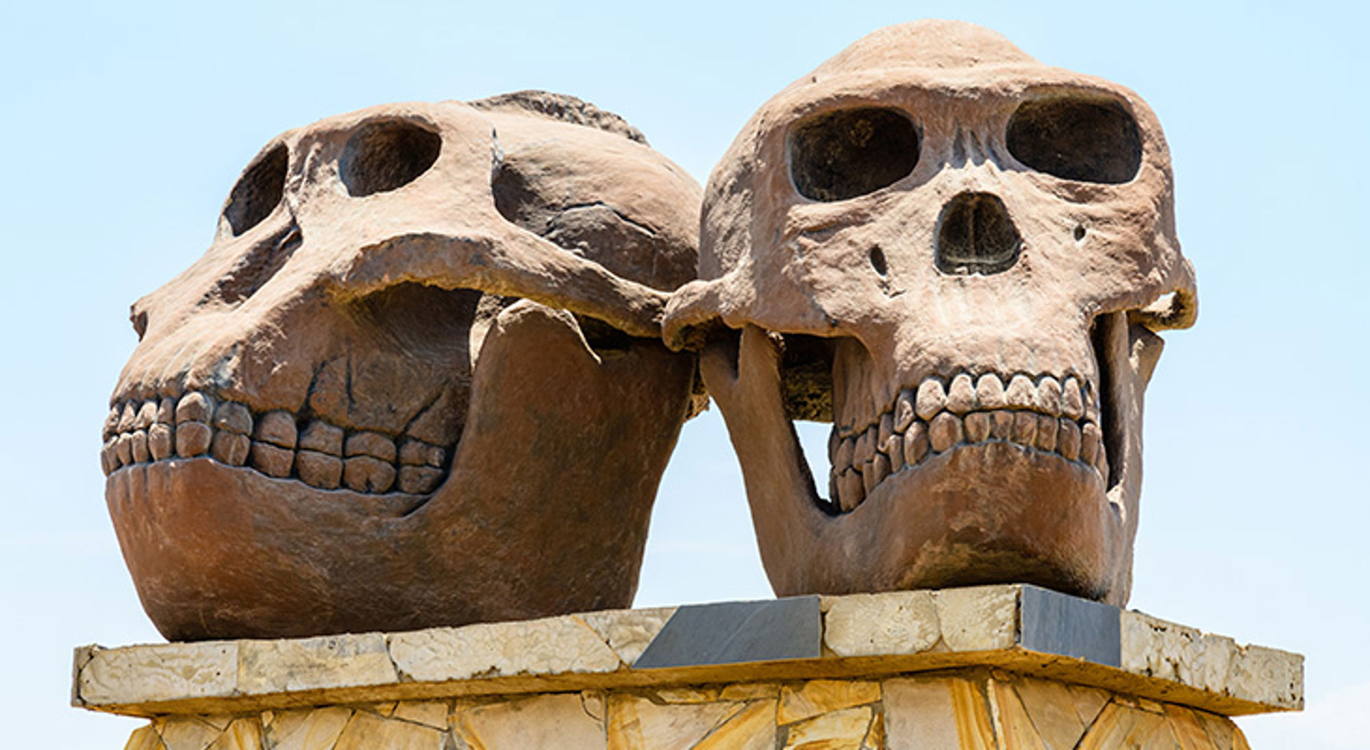 Sculptuur van schedels van Paranthropus (links) en Homo-Habilis (rechts) bij Olduvai Gorge Twee grote schedelbeelden bij Olduvai Gorge, Tanzania.