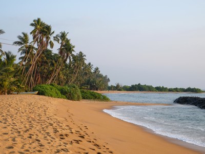 Palmenstrand aan de kust van Sri Lanka met goudkleurig zand en rustige branding.