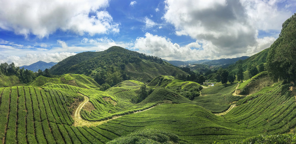 Groene theeplantages in de Cameron Highlands, West-Maleisië, met heuvels en wandelpaden onder wolkenlucht.