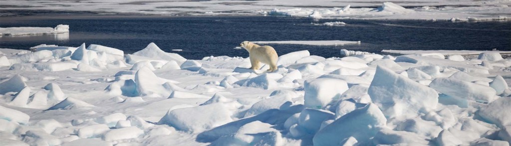 IJsbeer op het pakijs bij Spitsbergen, omringd door ijsschotsen.