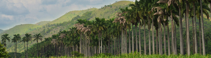 Palmenlaan met groene heuvels in Venezuela, bestemming voor rondreizen.