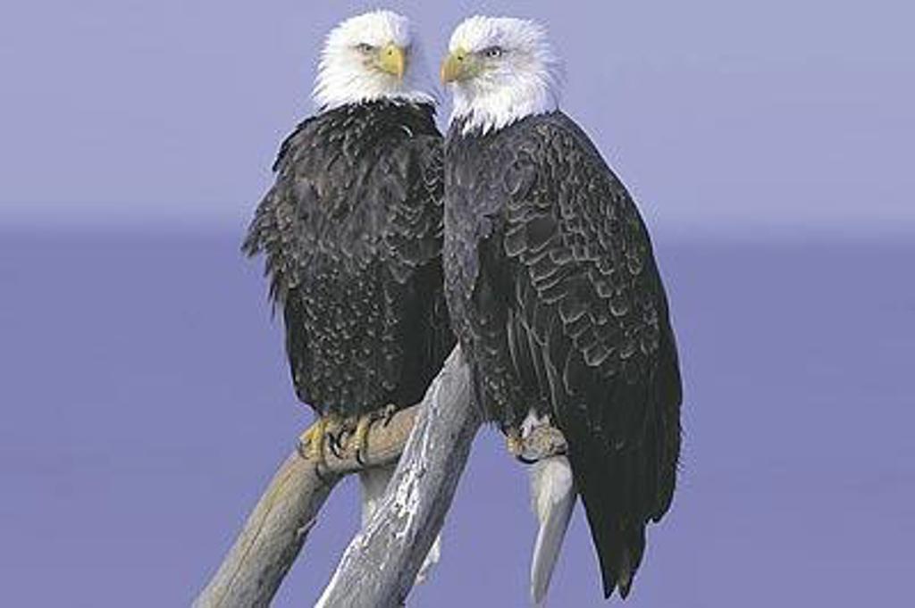 Twee bald eagles met gespreide vleugels boven Alaska-wildernis tijdens groepsrondreis kampeer/hotel reis.