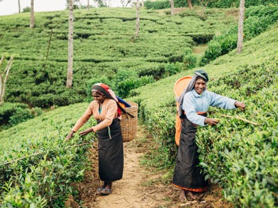Theeplukkers in een theeplantage in Sri Lanka langs de route Sri Lanka en Malediven.