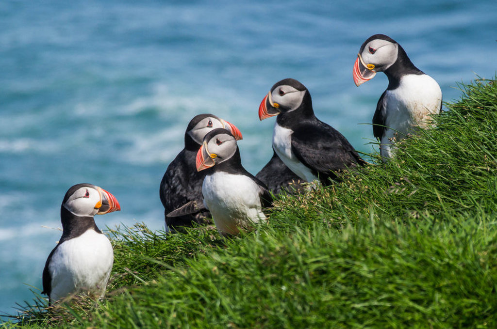 Papegaaiduikers op een groene klif aan de kust van IJsland tijdens een groepsrondreis.