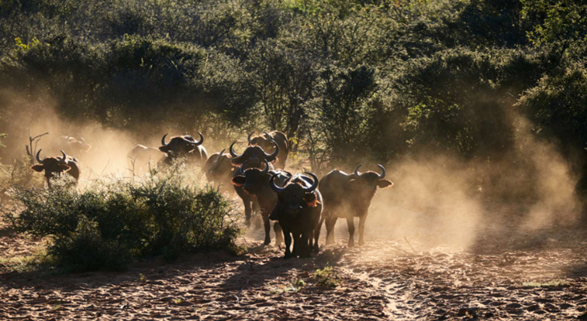Kudde Afrikaanse buffels in stofwolken op een zandpad in Namibië.