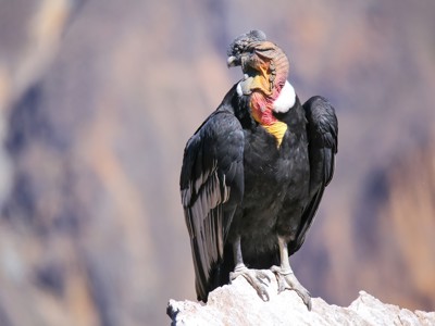 Andescondor op een rots in Peru, met kleurrijke hals en bergachtergrond.