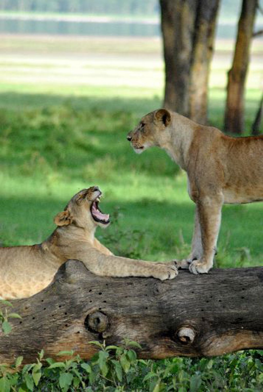 Twee leeuwinnen bij een boomstam in de savanne tijdens een groepsrondreis Kenia en Tanzania.