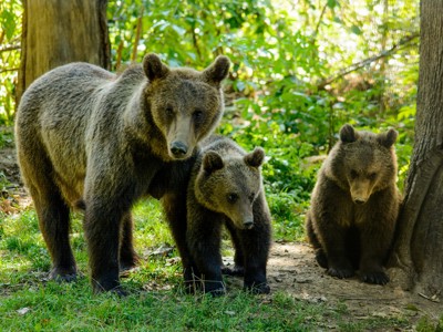 Bruine beer met twee jongen in het bos in Roemenië.