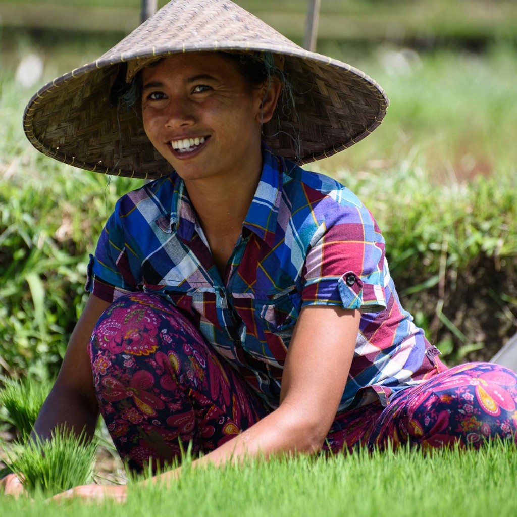 Vrouw met rieten hoed in rijstveld op Java, Indonesië, tijdens groepsrondreis Java & Bali.