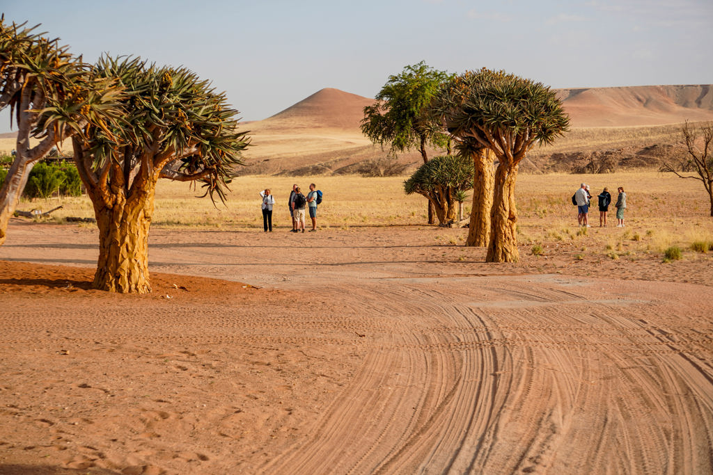 Groepsrondreis Zuidelijk Afrika: reizigers bij kokerbomen in de Namibische woestijn, met zandduinen op de achtergrond.