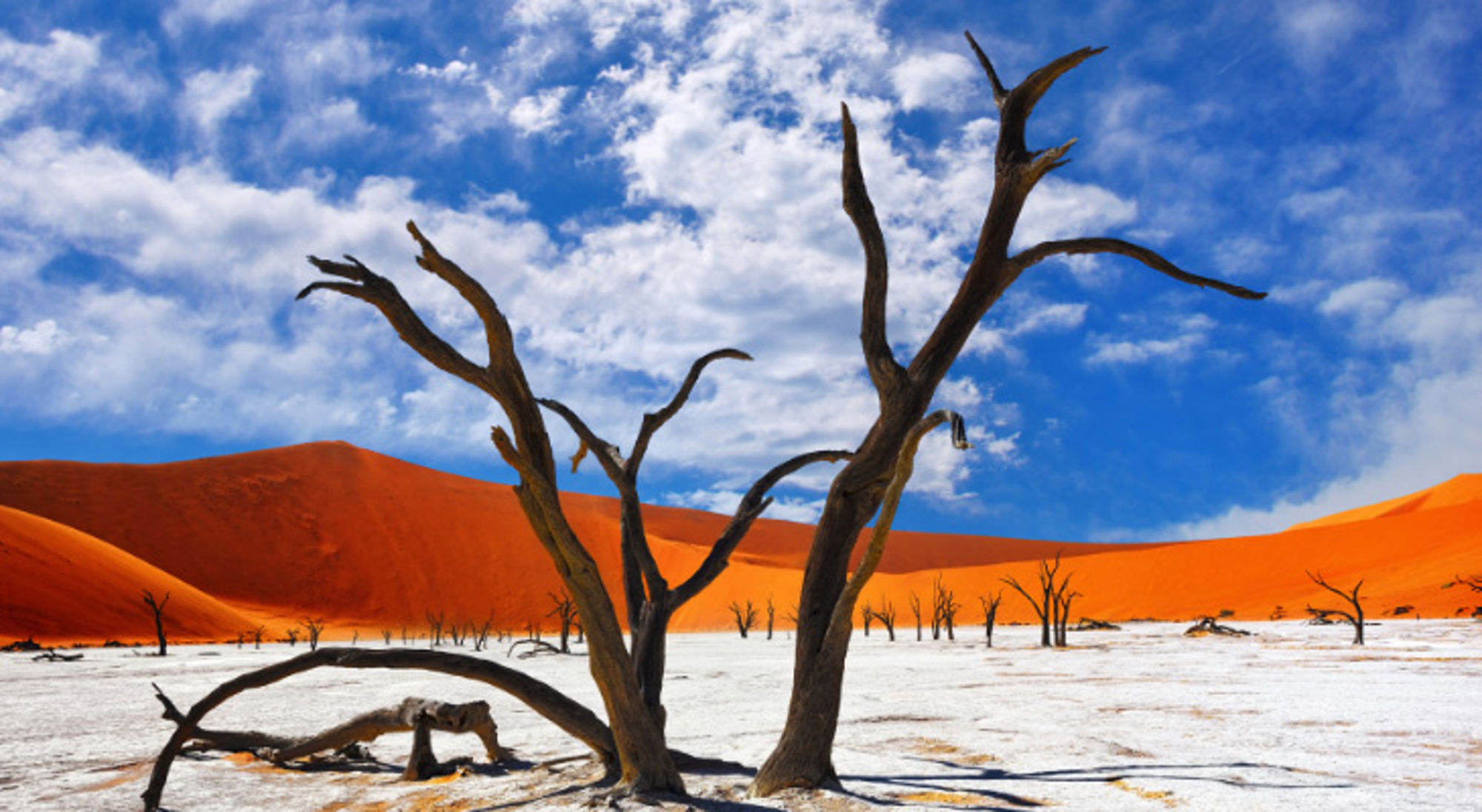 Dode acaciabomen in Deadvlei met witte kleivlakte en rode zandduinen in Namibië.