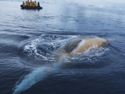 Walvis vlak bij een zodiac met reizigers in Antarctica tijdens de route Antarctica, vliegen en varen.