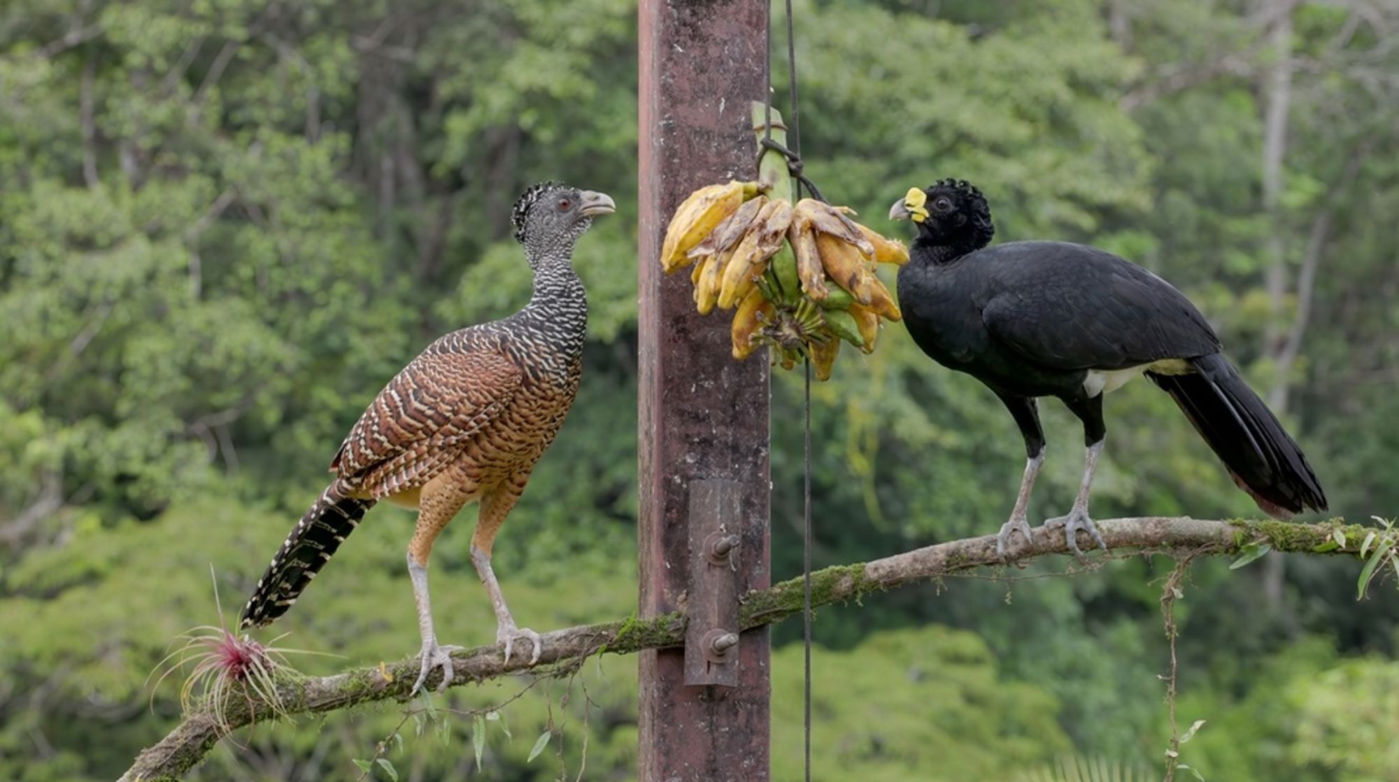 Twee hokko’s bij een tros bananen in het regenwoud van Costa Rica.