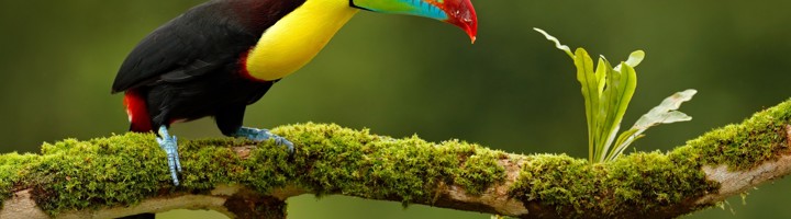 Toekan met felgekleurde snavel op een met mos bedekte tak in Boca Tapada, Costa Rica.