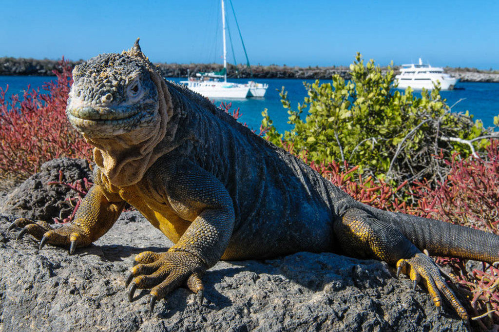 Landleguaan op de Galapagos met zeilboten op zee op de achtergrond.