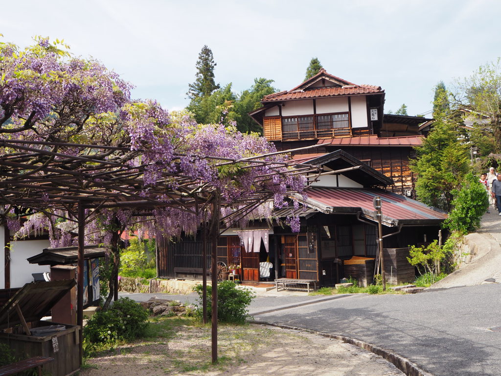 Traditionele houten huizen en paarse blauweregen in een dorp tijdens een groepsrondreis door Japan.