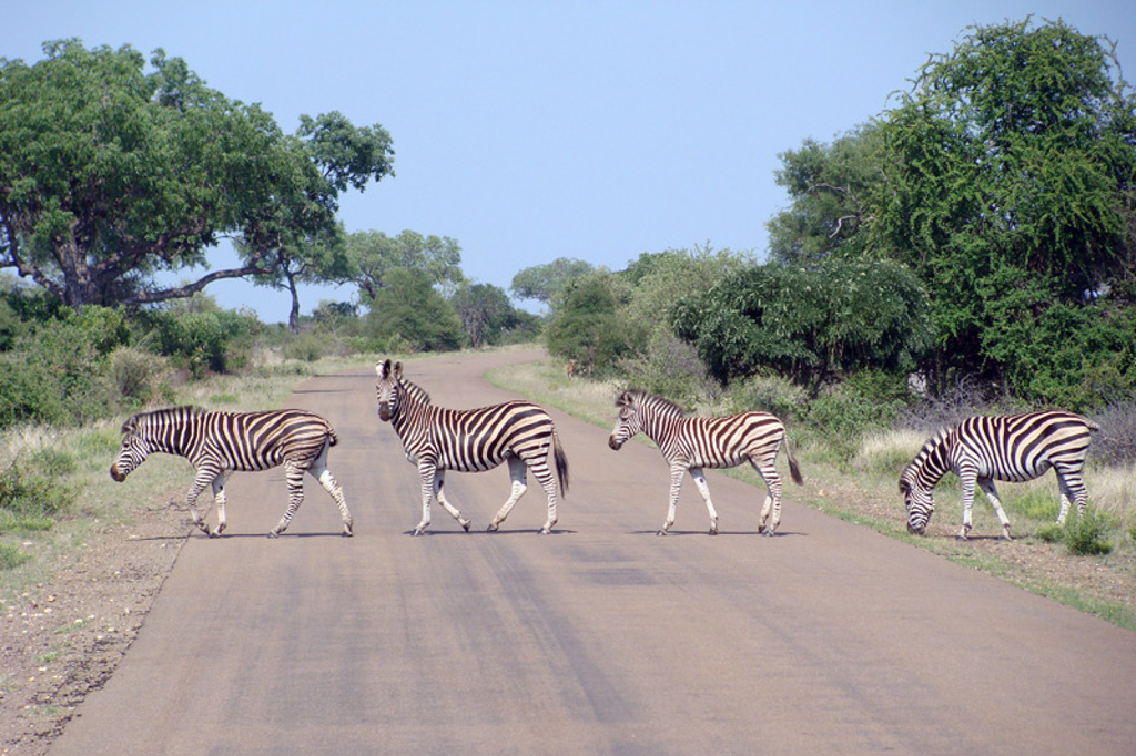 Zebra’s steken een weg over tijdens een safari in Noordelijk Zuid-Afrika en eSwatini.