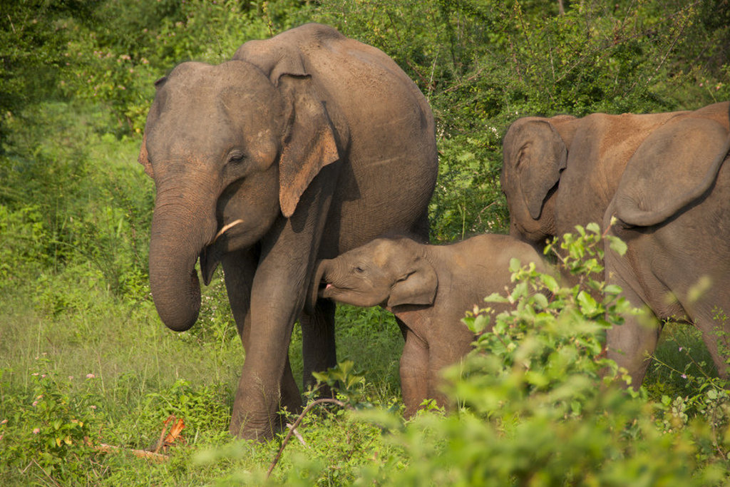 Olifantenfamilie met jong in het groen tijdens een groepsrondreis Sri Lanka.