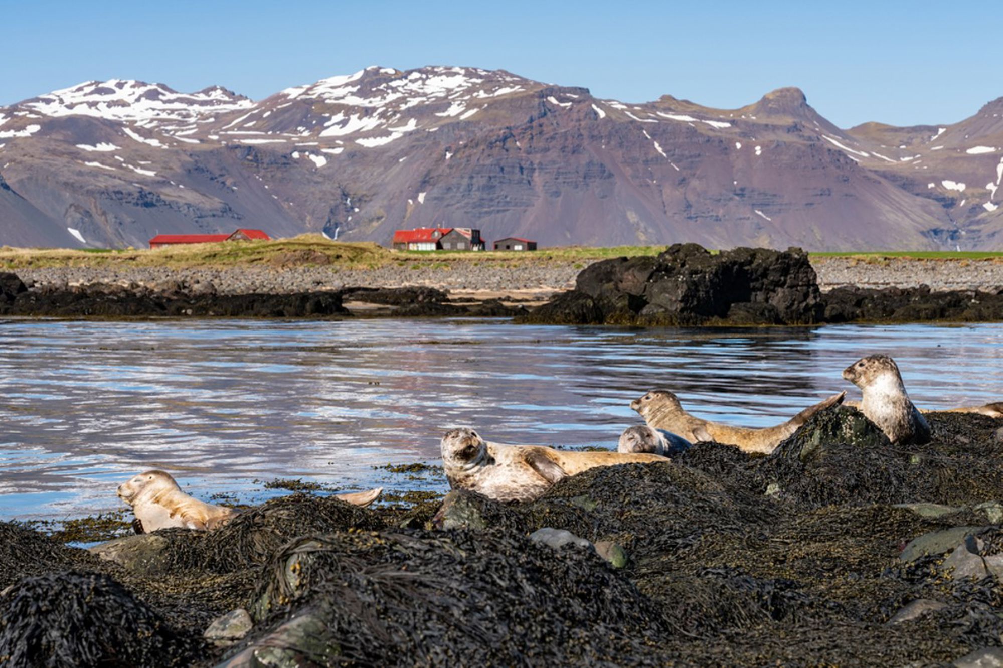 Zeehonden rusten op rotsen aan de kust van IJsland, met besneeuwde bergen op de achtergrond.