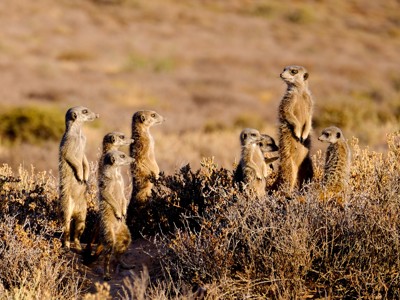Groep stokstaartjes staat rechtop en houdt de omgeving in de gaten tijdens een safari in Zuid-Afrika.