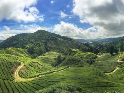 Groene theeplantages in de Cameron Highlands tijdens de route West Maleisië & Borneo, 19 dagen.
