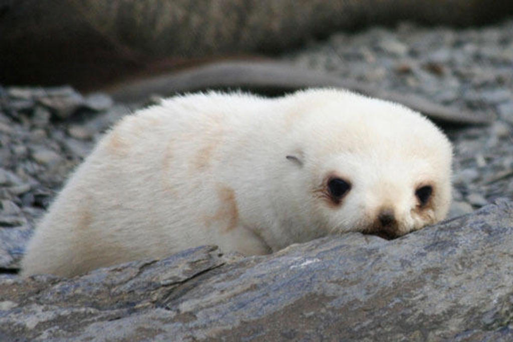 Witte zeehondenpup rust op rotsen tijdens groepsrondreis Antarctica, Falklands en South Georgia.