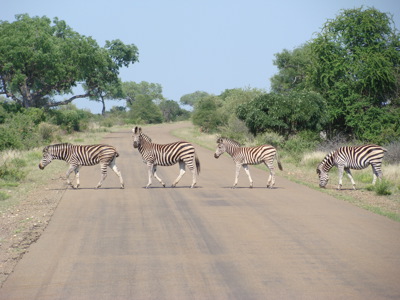 Zebra’s steken de weg over in een wildpark in Zuid-Afrika.