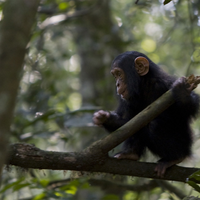 Jonge chimpansee op een boomtak in het regenwoud tijdens een chimpanseepermit-excursie.