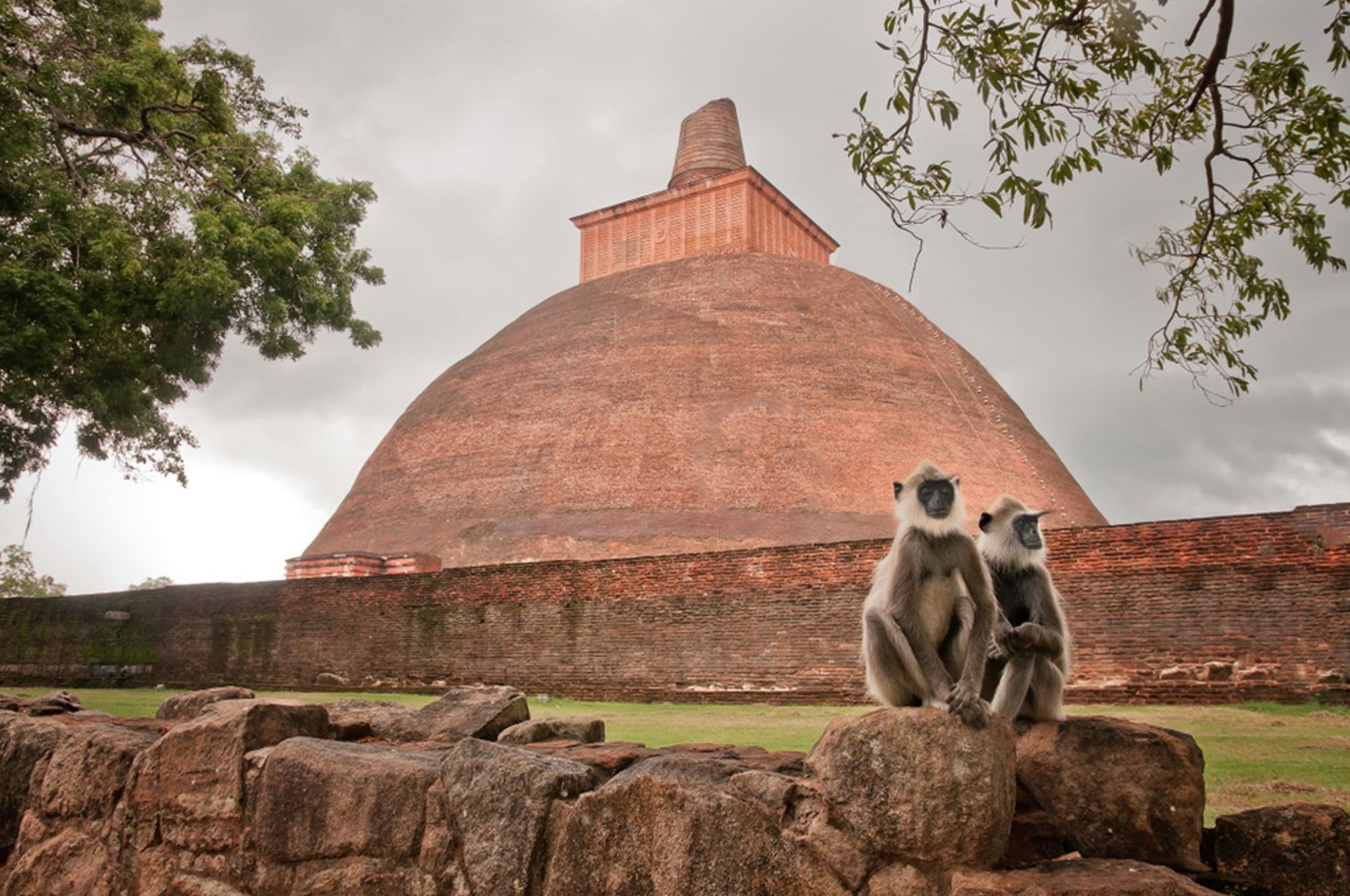 Twee grijze langoeren bij de Jetavanaramaya-stoepa in Anuradhapura, Sri Lanka.