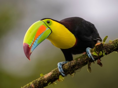 Toekan met felgekleurde snavel op een tak in het regenwoud van Costa Rica.