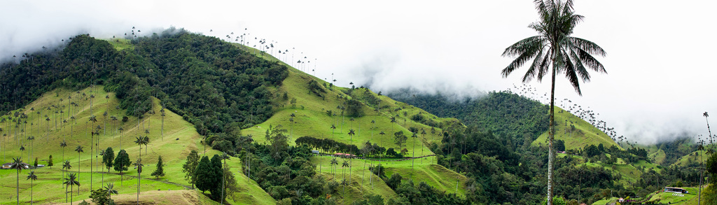 Groene heuvels met waspalmen in de Cocora-vallei, Colombia.