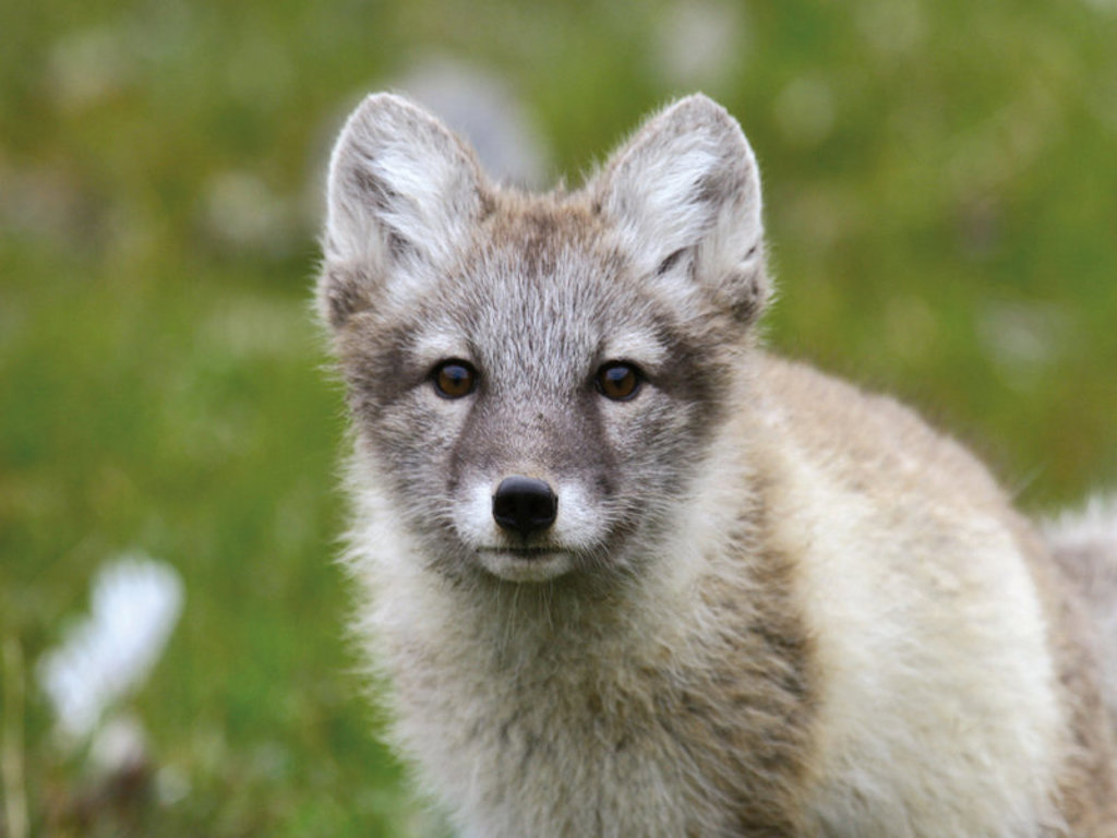 Poolvos op Spitsbergen, close-up in groen toendralandschap.