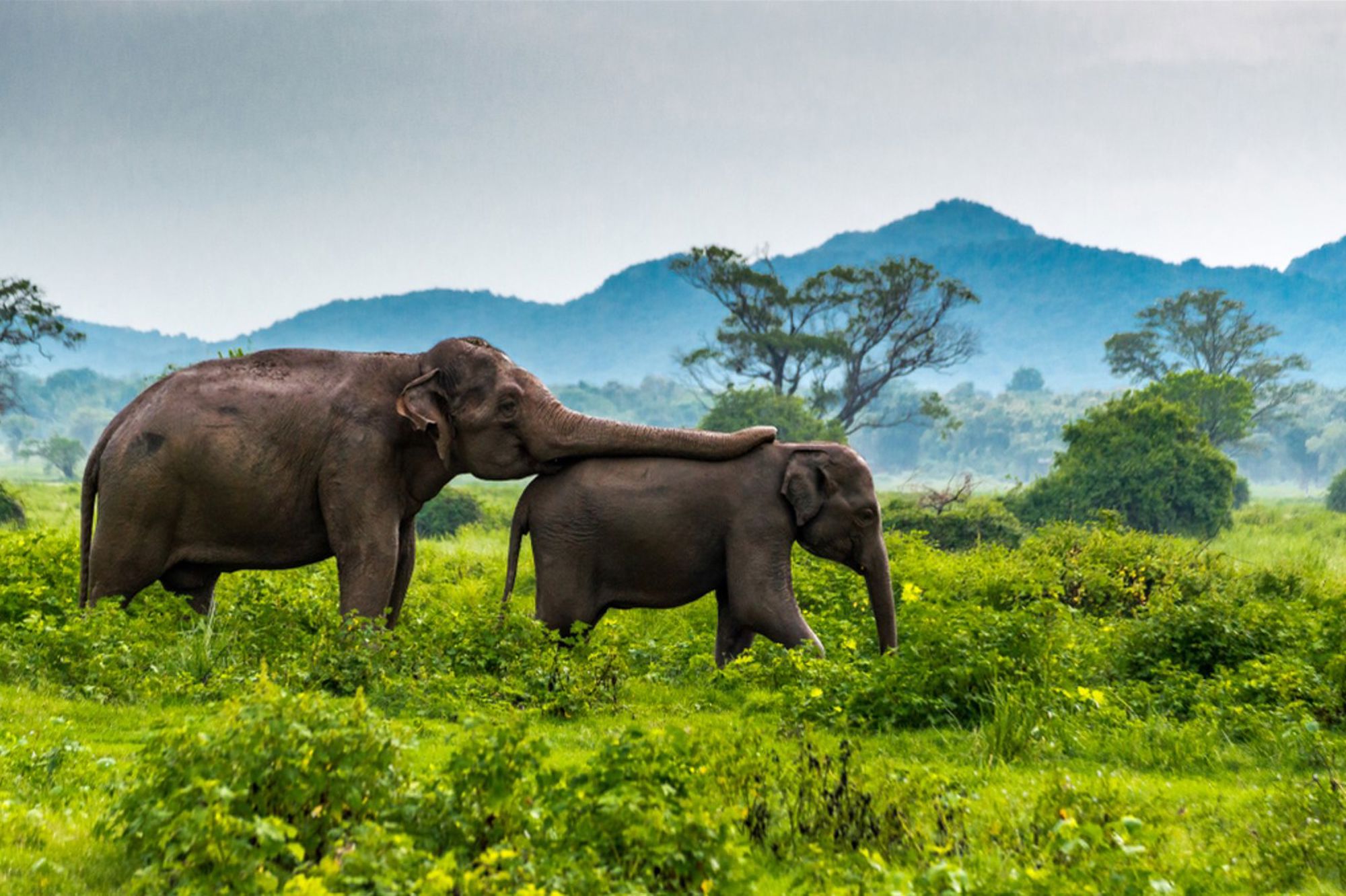 Twee Aziatische olifanten in het groene landschap van Sri Lanka, met bergen op de achtergrond.