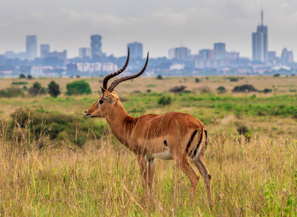 Impala in de savanne bij Nairobi National Park, met de skyline van Nairobi op de achtergrond.