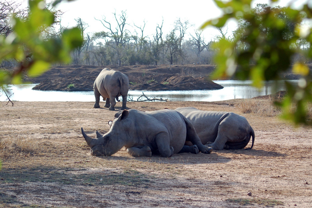 Neushoorns bij een waterpoel tijdens groepsrondreis Noordelijk Zuid-Afrika en eSwatini.
