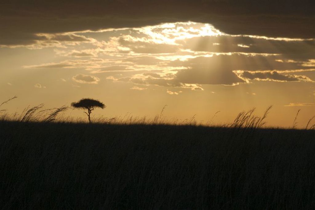 Zonsondergang boven de savanne in Kenia met silhouet van een acaciaboom tijdens familiereis Kenia, Tanzania en Zanzibar.