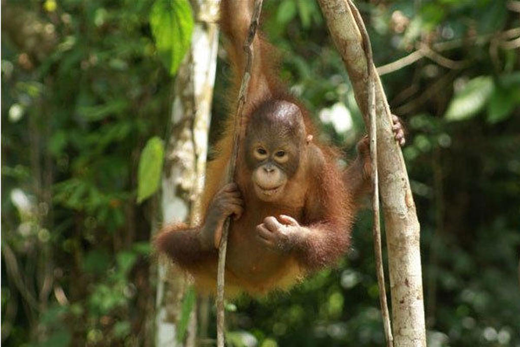 Jonge orang-oetan in het regenwoud van Kalimantan, Indonesië.