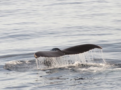 Staartvin van een walvis die boven het water uitkomt tijdens de rondreis Spitsbergen, Groenland & IJsland.