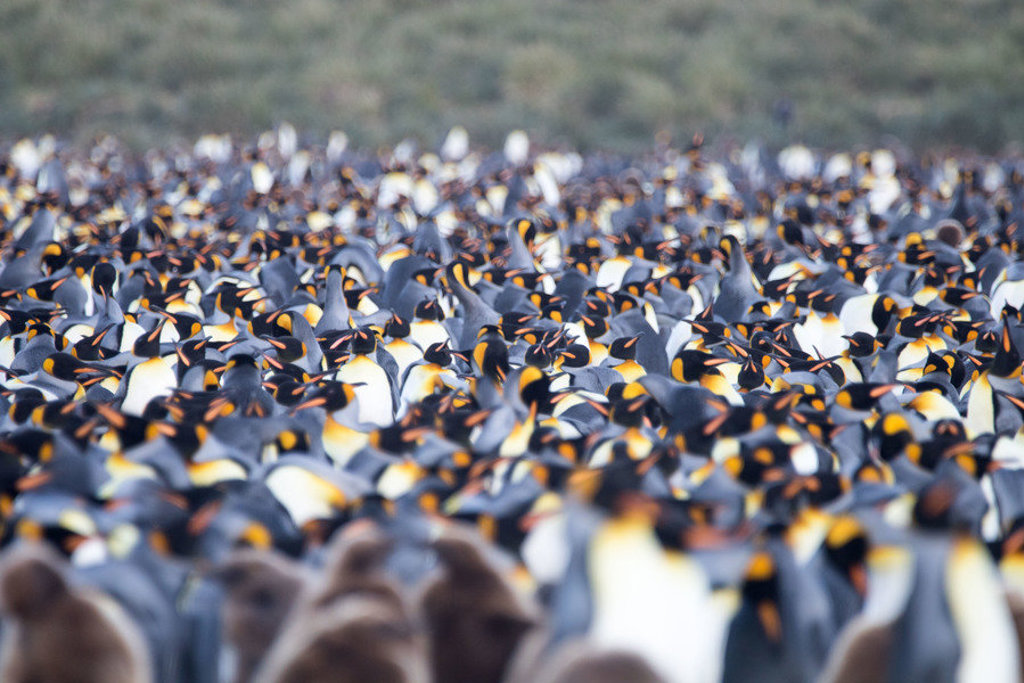 Grote kolonie koningspinguïns op South Georgia tijdens groepsrondreis Antarctica, Falklands en South Georgia.