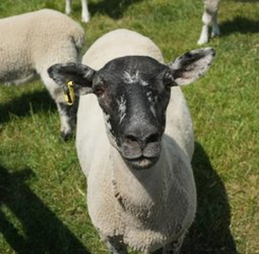 Groene heuvels met grazende schapen in Noord-Ierland en Ierland.